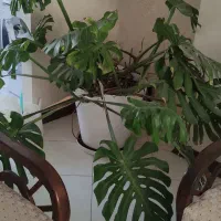 برگ انجیری بزرگ