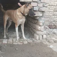 سگ گله ای|سگ|ایرانشهر, |دیوار