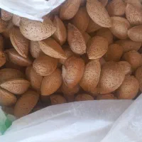 بادام تلخ