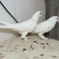 کبوتر یک جفت لوتی راستا جوت