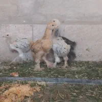 جوجه برهما