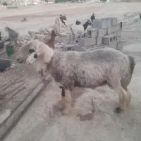 ۱۱۱