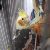 عروس هلندی ۵ ماهه دو کت