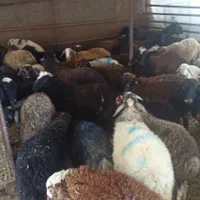ارسال با قصاب گوسفند ی زنده و چاقو