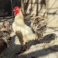 فروش خروس،جوجه،مرغ،نیمچه گلین