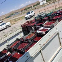 خرید آلبالو و شلیل