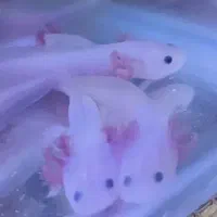 اکواریوم با ماهی