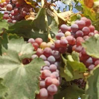 میوه