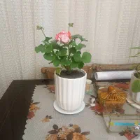 میزناهارخوری با شیشه روش فروش فوری