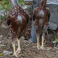 مرغ و خروس لاری