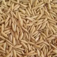 فروش برنج طارم هاشمی