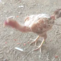 یک مرغ با ۸جوجه وخروس همه کی دورکه