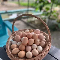 تخم مرغ محلی نطفه دار