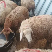 گوسفند سالم  بریدن گوسفند شما برای قربونی هم