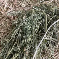یونجه خشک پرس و پر برگ ممتاز