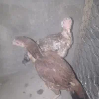 مرغ لاری