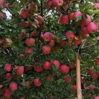 کارشناس برنامه کوددهی باغ و زمین زراعی