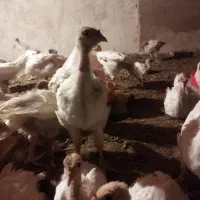 جوجه بوقلمون 50 روزه