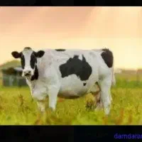 ۳کارگر برای کار در گاوداری