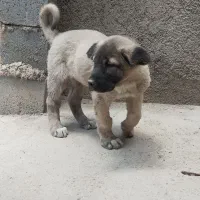 سگ .