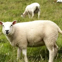 گوسفند فروشی