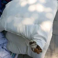 تشک پشم گوسفند درحدنو