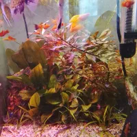 آکواریوم پلنت فوق حرفه ای