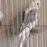 عروس هلندی  نر