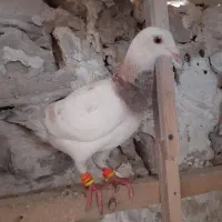 جوجه نر