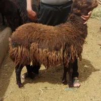 بره نر هترو کیلویی ۸۵۰