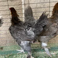 جوجه یک ماهه مارانس تخم قهوه ای