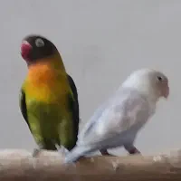 چهار جفت کوتوله
