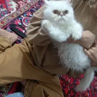 گربه|گربه|تبریز, |دیوار