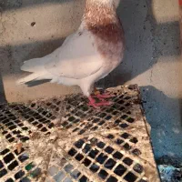 طوقی و دوبر معاوضه با سینه سیاه ماده.