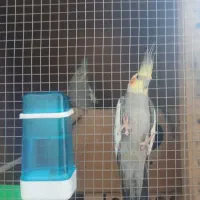 فروش عروس هلندی لوتینو. سینامو|پرنده|یزد, |دیوار