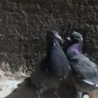جوجه سوسکی سینه سفید