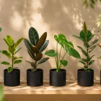 فروش گل و گیاه آپارتمانی ، ارسال داخل گرگان رایگان