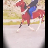 اسب جوان سرحال