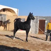 کره نریون کرد