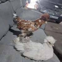 مرغ خروس سلطان خوشکل و شیطون
