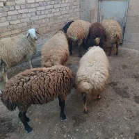 بره نر|حیوانات مزرعه|بیجار, |دیوار