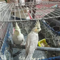 عروس هلندی
