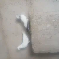 کبوتر