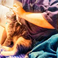 واگذاری گربه دوست داشتنی