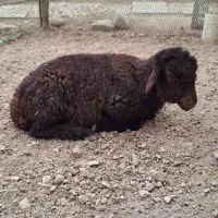 فروش ۲ عدد بره نر و ماده ۵ ماهه