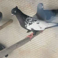 جوجه سینه سیاه