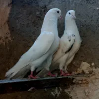 کفتر پرشی (شمرونی)