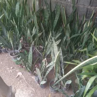 فروش انواع گل سانسوریا