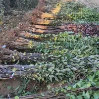 انواع ارقام نهال موجود می باشد