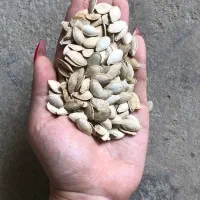 تخمه کدو